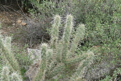 Cylindropuntia acanthocarpa acanthocarpa