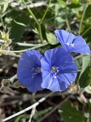 Jacquemontia abutiloides