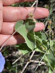 Jacquemontia abutiloides