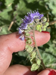 Phacelia scariosa