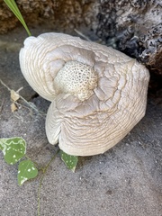 Gymnopilus subpurpuratus