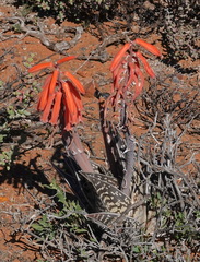Gonialoe variegata