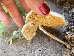 Gymnopilus subpurpuratus