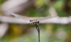 Tramea loewii