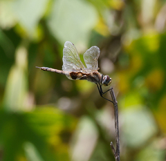Tramea loewii