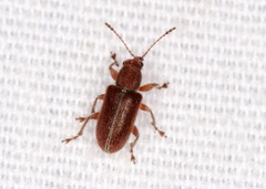 Cimberis pilosa