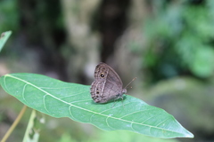 Mycalesis perseoides