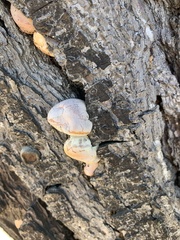 Cryptoporus volvatus