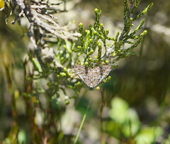 Chrysolarentia nephodes