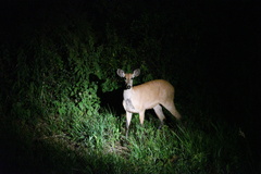 Blastocerus dichotomus
