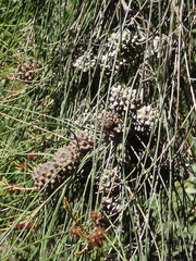 Casuarina cunninghamiana