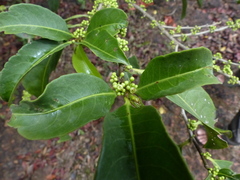 Casearia ovata