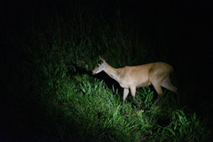 Blastocerus dichotomus