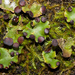 Pelt Lichens - Photo (c) Ken-ichi Ueda, some rights reserved (CC BY)