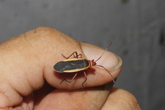 Dysdercus obscuratus