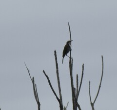 Gliciphila melanops