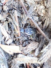 Tharpyna campestrata