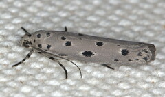Ethmia circumdatella