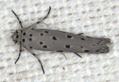 Ethmia circumdatella