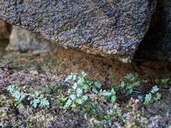 Asplenium montanum