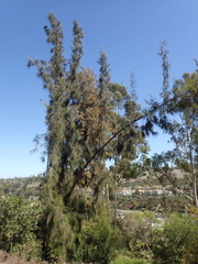 Casuarina cunninghamiana
