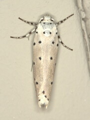 Ethmia coscineutis