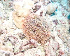 Dasya iridescens