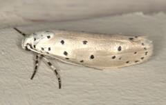 Ethmia coscineutis