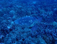 Chelonibia testudinaria