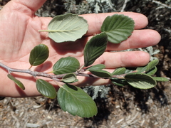 Cercocarpus traskiae