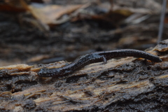 Eurycea quadridigitata