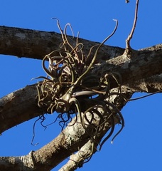 Tillandsia caput-medusae