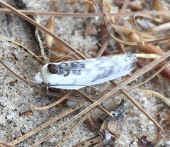 Antaeotricha