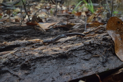 Eurycea quadridigitata