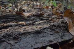 Eurycea quadridigitata