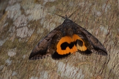 Eudocima serpentifera