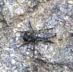 Cyrtopogon