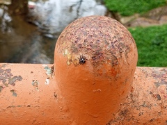 Carrhotus coronatus