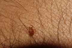 Amblyomma cajennense