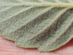 Cercocarpus traskiae