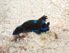Tambja morosa
