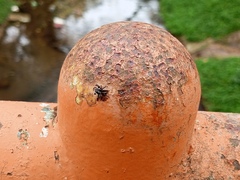 Carrhotus coronatus