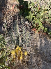 Ferocactus townsendianus