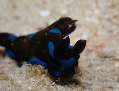Tambja morosa