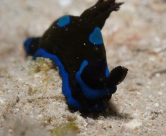 Tambja morosa