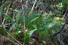Maianthemum trifolium