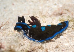 Tambja morosa
