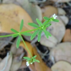 Galium tinctorium