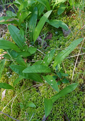 Maianthemum trifolium
