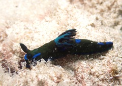 Tambja morosa